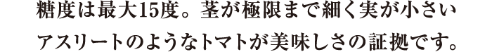 糖度は最大15度。茎が極限まで細く身が小さいアスリートの様なトマトが美味しさの証拠です