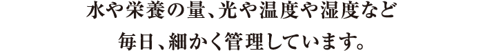 水や栄養の量、光や温度など毎日、細かく管理しています