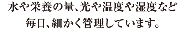 水や栄養の量、光や温度など毎日、細かく管理しています