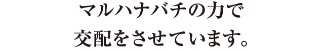 マルハナバチの力で交配をさせています